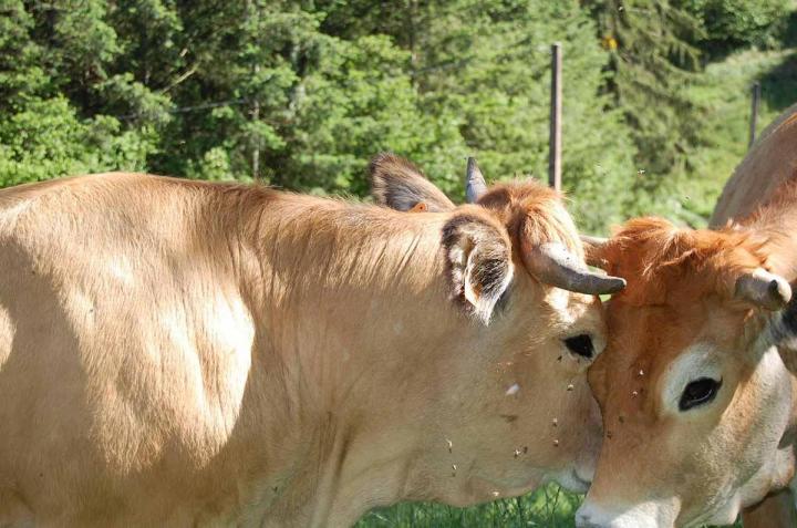Producteur vache race Aubrac Saint-Nizier-d'Azergues