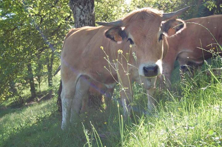 Producteur vache race Aubrac Saint-Nizier-d'Azergues