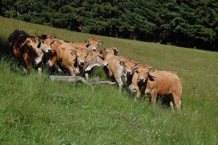 Élevage de vache bio Saint-Nizier-d'Azergues