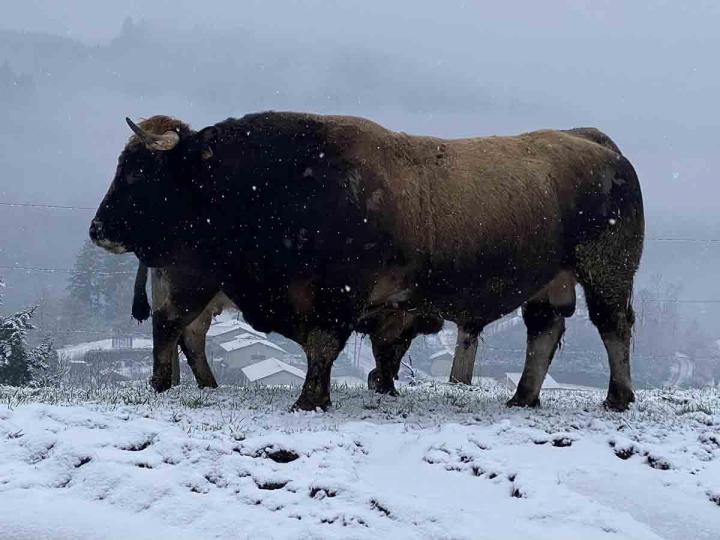 Producteur vache race Aubrac Saint-Nizier-d'Azergues