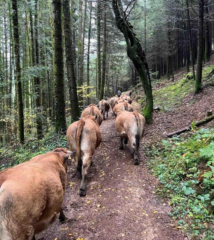 Producteur vache race Aubrac Saint-Nizier-d'Azergues