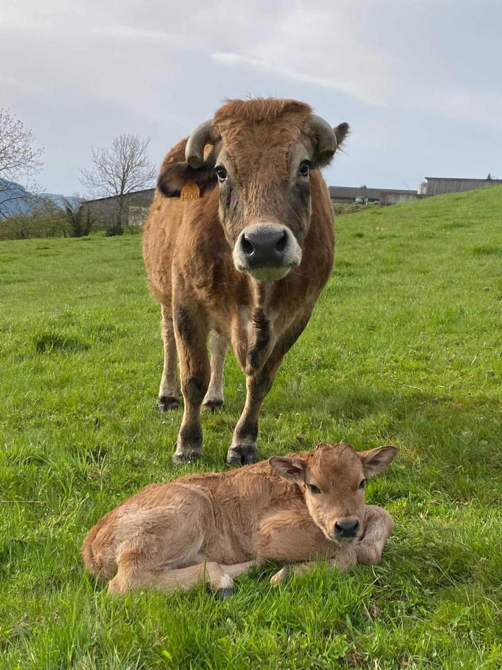 Quels sont les intrants autorisés dans l'élevage de vaches bio ? Saint-Nizier-d'Azergues